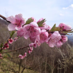 Primavera